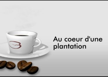 De la Plantation à la Tasse...